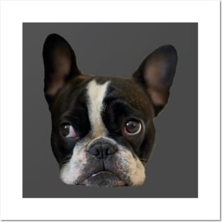 Funny french bulldog puppy Posters and Art